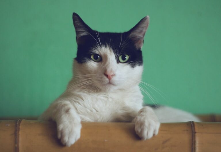 O Gato de Botas